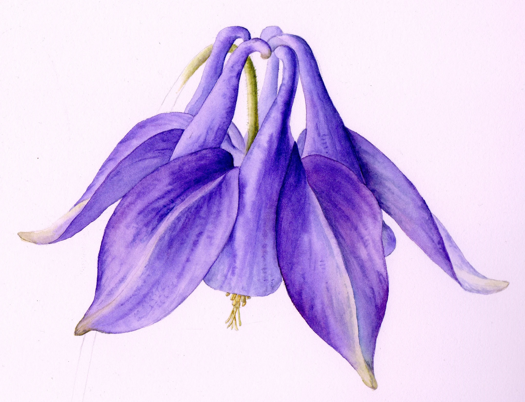 aquilegia painting002