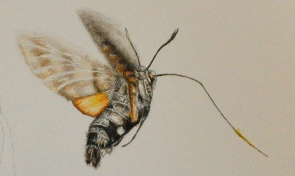 HummingmothCath