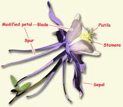 labelled aquilegia