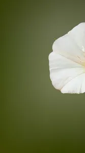 ARelativeInvasioncopy_opt