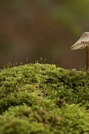 images-1