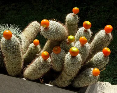 spikyplant