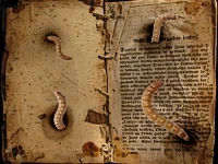 Book_Worms_by_Wallwatcher_opt.png