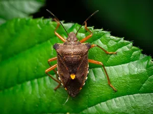 bugmicro