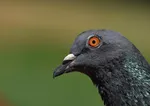 eye-247119_1280