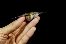 HANDWBIRD