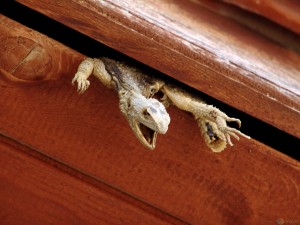 stucklizard