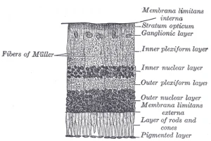 analysis of layers